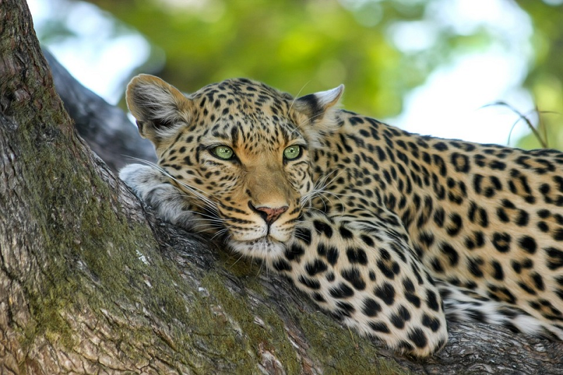 Flora and fauna of Dream house location